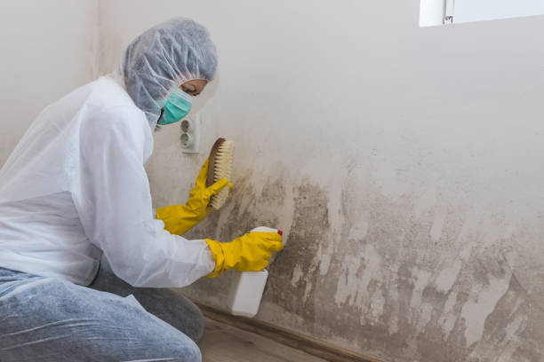 Best Mold Odor Removal Services  in New Smyrna Beach, FL